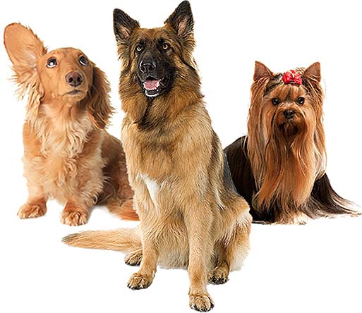 Dogs